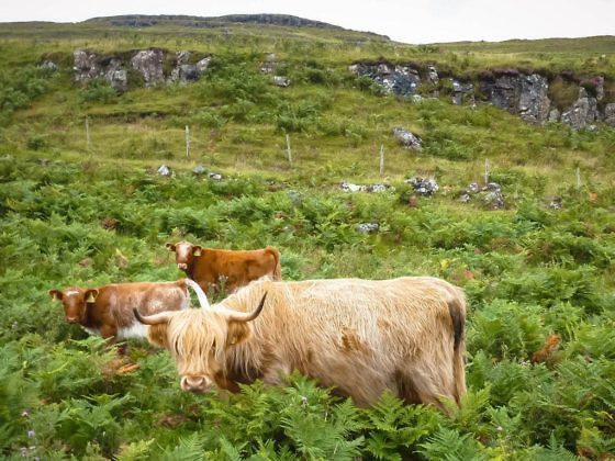 Geheimtipp für Schottland Die Isle of Mull