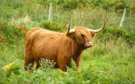 Geheimtipp für Schottland Die Isle of Mull