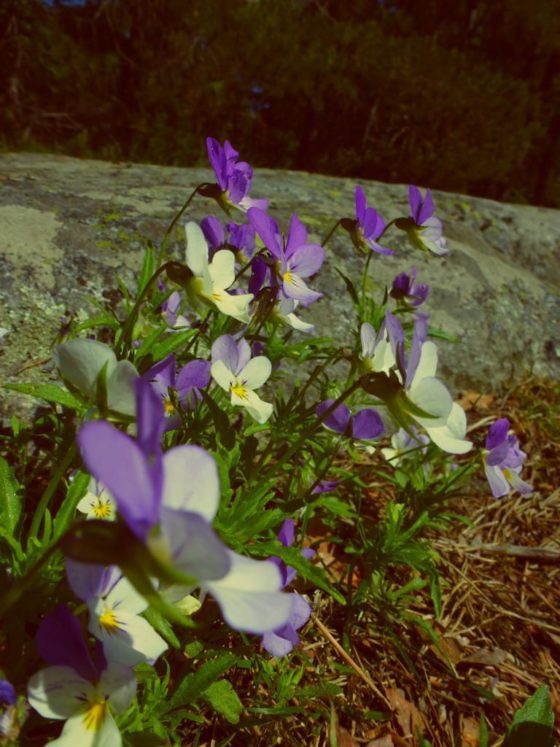 Fjäderholmarna – Idyll in Stockholms Schärengarten