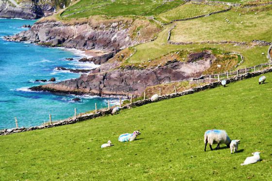 Slea Head Drive – die schönste Panoramastraße Irlands