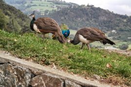 Kurzurlaub in Südtirol