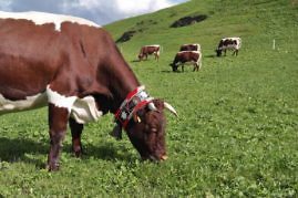 Kurzurlaub in Südtirol