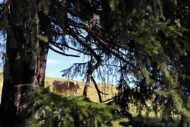 Kurzurlaub in Südtriol