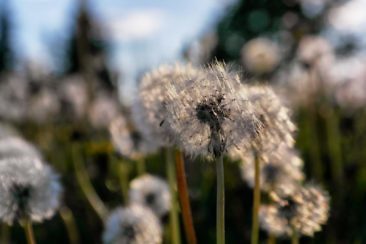 Ranchurlaub in Kanadas Cowboy Country