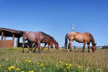 Ranchurlaub in Kanadas Cowboy Country