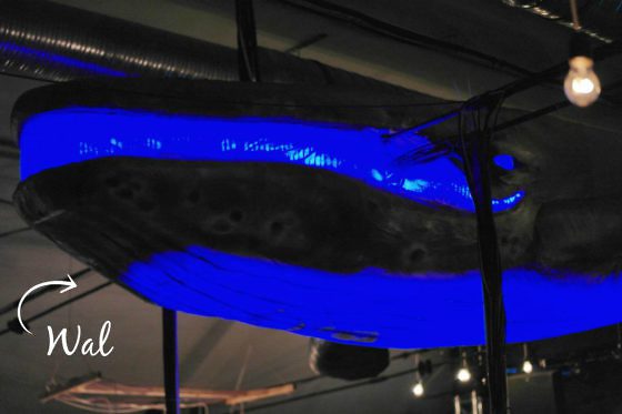 Ruin Pub Tour in Budapest - Kuplung