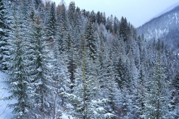Schneeschuhwandern in Tirol