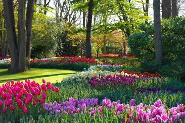 Tulpenblüte in Holland - Keukenhof