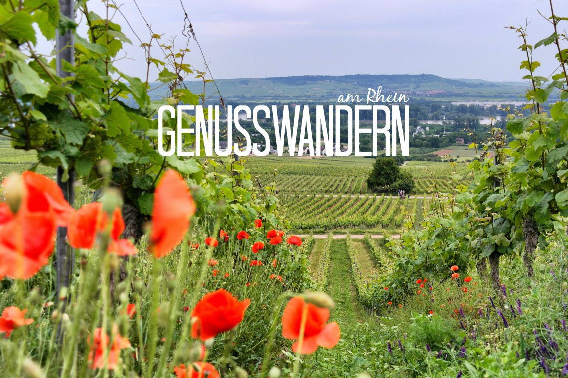 Genusswandern am Rhein: Eibinger Weinwanderung