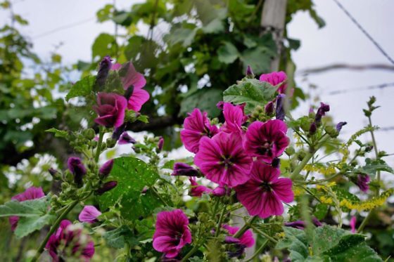 Genusswandern am Rhein Eibinger Weinwanderung