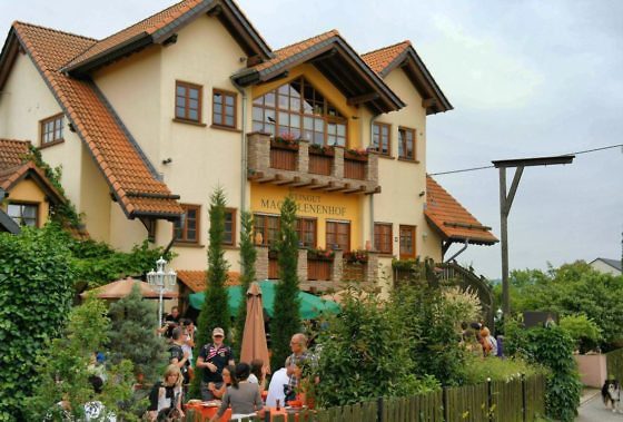 Genusswandern am Rhein Eibinger Weinwanderung