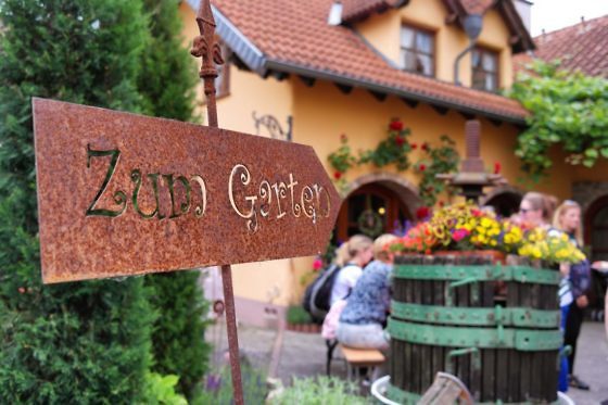 Genusswandern am Rhein Eibinger Weinwanderung