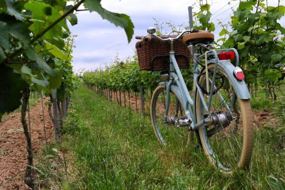 Genusswandern am Rhein Eibinger Weinwanderung