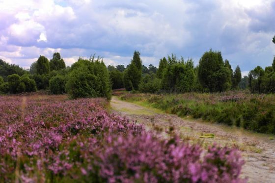 Deutschlands schönste Heide-Wanderung Der Heidschnuckenweg in der Lüneburger Heide
