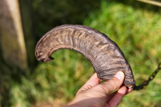 Deutschlands schönste Heide-Wanderung Der Heidschnuckenweg in der Lüneburger Heide