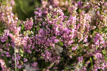 Deutschlands schönste Heide-Wanderung Der Heidschnuckenweg in der Lüneburger Heide
