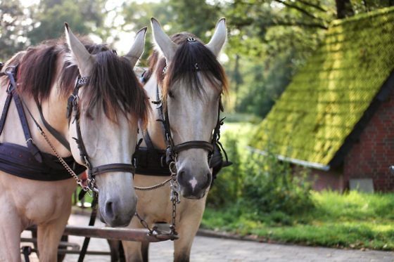 Deutschlands schönste Heide-Wanderung Der Heidschnuckenweg in der Lüneburger Heide