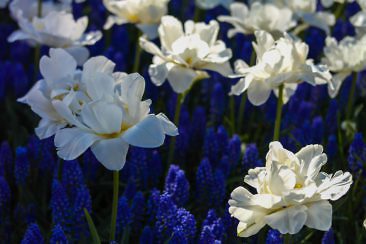 Tulpenblüte in Holland - Keukenhof