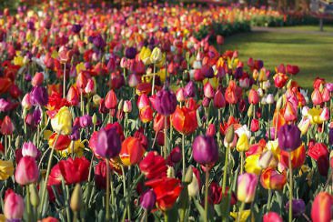 Tulpenblüte in Holland - Keukenhof