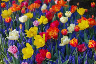 Tulpenblüte in Holland - Keukenhof