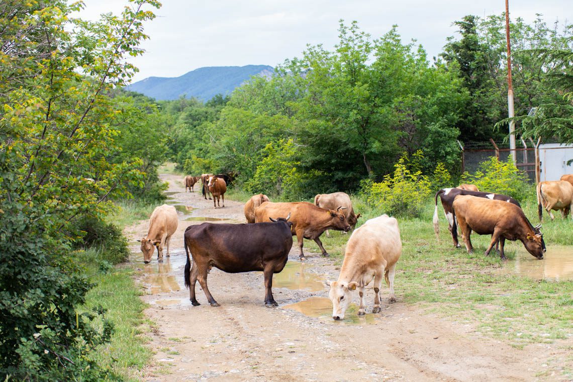 Abenteuer Mietwagen in Georgien und Armenien Die besten Tipps