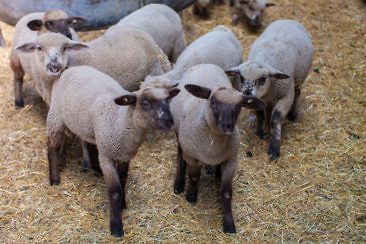 Besondere Ausflugsziele im Fläming - Gut Schmerwitz