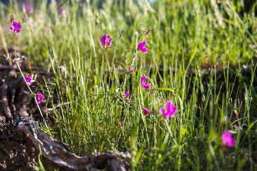 Schieferdörfer Mittelportugals