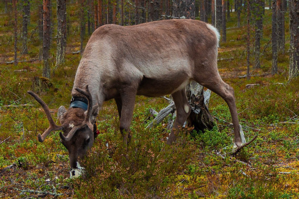 Indian Summer in Lappland - Aktivurlaub im herbstlichen Lappland - Rentier