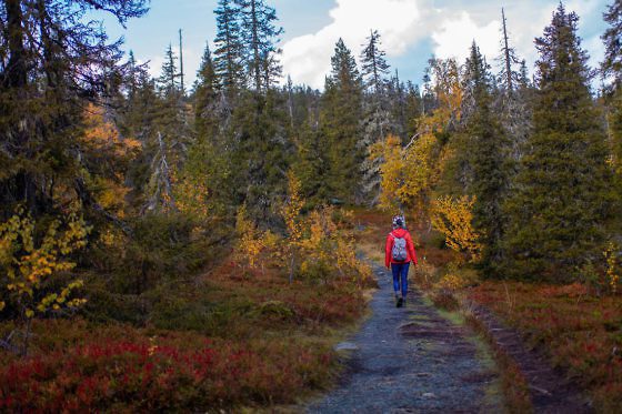 Indian Summer in Lappland - Aktivurlaub im herbstlichen Lappland - Riisitunturni Nationalpark