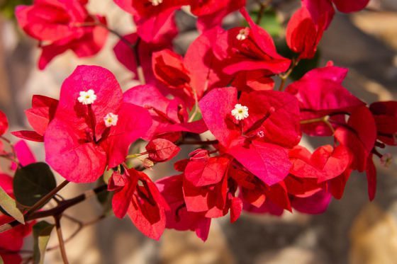 Griechenland Geheimtipp Gastfreundschaft & nachhaltiger Tourismus auf der Insel Lipsi (132)