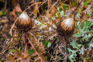 Wanderparadies Grüner Karst Ausflugsziele & Tipps für Sloweniens Süden