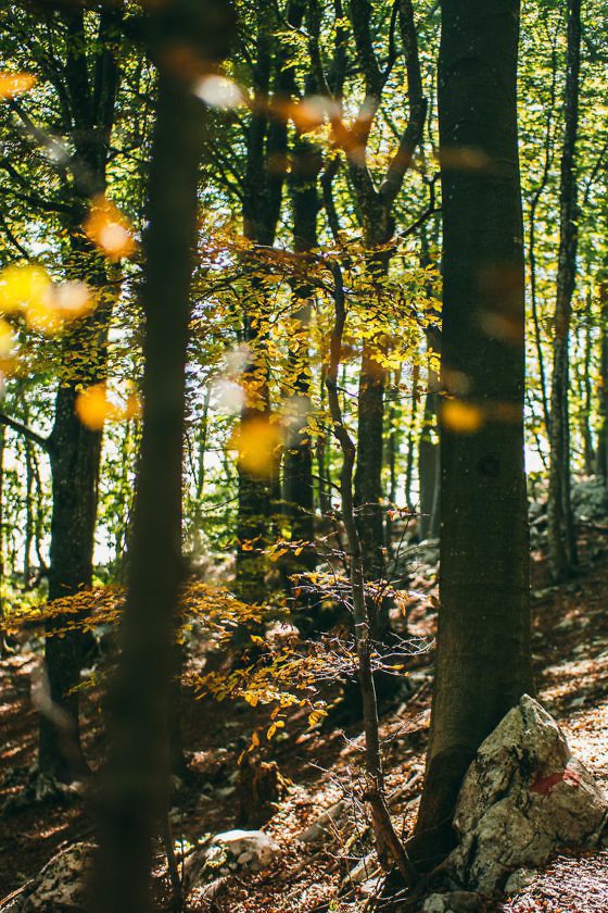 Wanderparadies Grüner Karst Ausflugsziele & Tipps für Sloweniens Süden