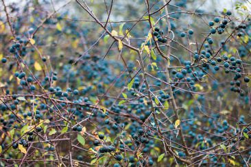 Usedom Geheimtipp Naturnaher & nachhaltiger Urlaub auf der Halbinsel Gnitz