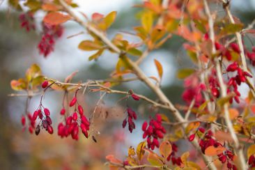 Usedom Geheimtipp Naturnaher & nachhaltiger Urlaub auf der Halbinsel Gnitz