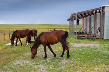 Armenien & Georgien Roadtrip Route, Reisevorbereitung und Tipps - Oasis Club Udabno