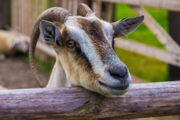 Slowinzisches Freilichtmuseum in Kluki