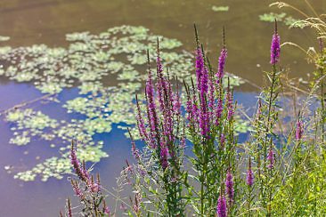 Wandern in Kärnten mal anders - Slow Trail Bleistätter Moor