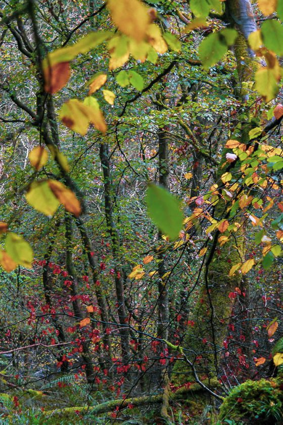 Isle of Arran - Glenashdale Falls Wanderung