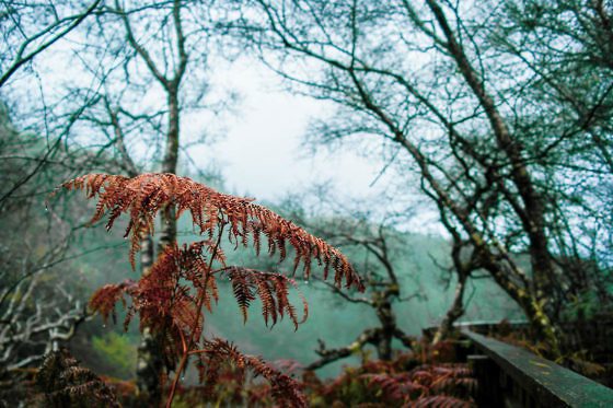 Isle of Arran - Glenashdale Falls Wanderung