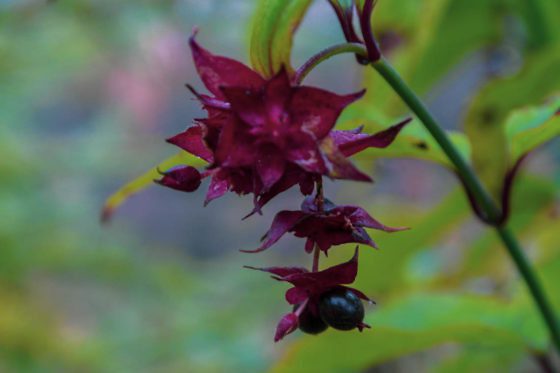 Isle of Arran - Glenashdale Falls Wanderung