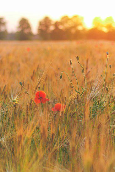 Bulli Roadtrip Spreewald & Fläming (11)