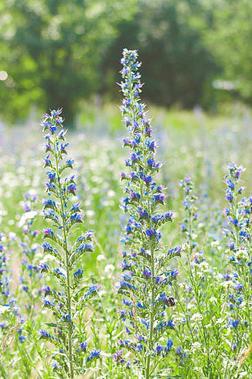 Museumsdorf Baruther Glashütte