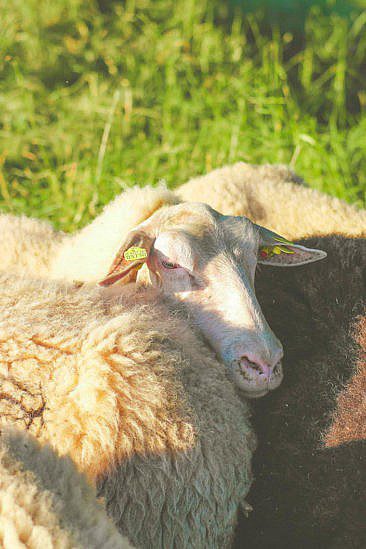 Bulli Roadtrip mit Rent a Bulli