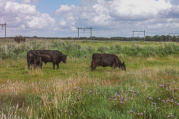 Rondje Naardermeer Wanderung