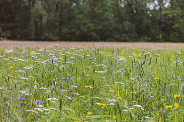 Wandern Drentsche Aa