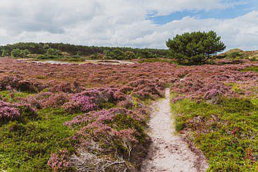 Die abwechslungsreichste Heidewanderung in Holland