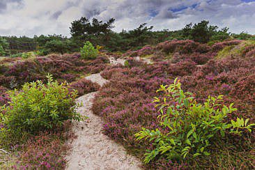 Die abwechslungsreichste Heidewanderung in Holland