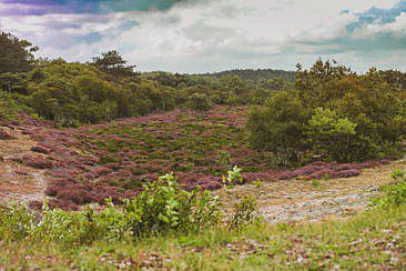 Heidewandern in Schoorl