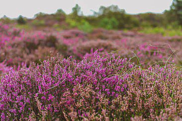 Die schönste Heidewanderung in Schoorl