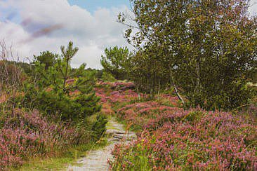 Heidewandern in Schoorl